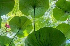 水晶宫主帅策划转会风波，队长格伊或因不满辞职，英超暗流涌动